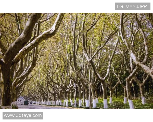 广州排球队的蜕变之路:从传统强队到现代化竞技新标杆 广州排球队的蜕变之路:从传统强队到现代化竞技新标杆